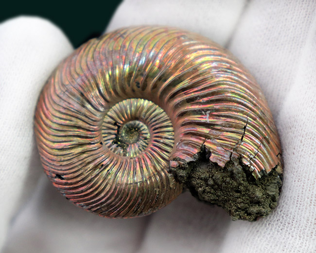 金色の遊色を楽しめる個性的な化石、約1億6000万年前のジュラ紀