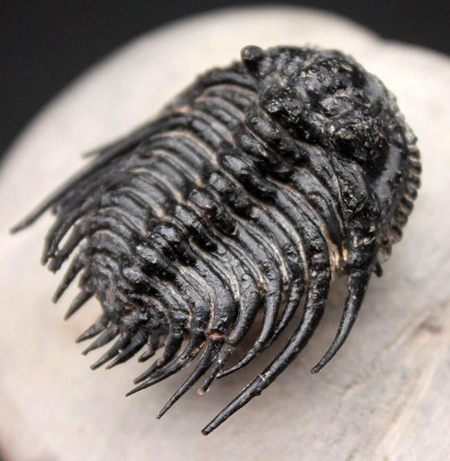 極めて上質！希少人気種、三葉虫レオナスピス（Leonaspis sp.）の高