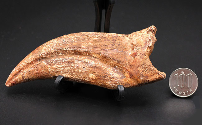 スーパーコレクション！恐竜化石コレクターの憧れ、史上最大級の肉食