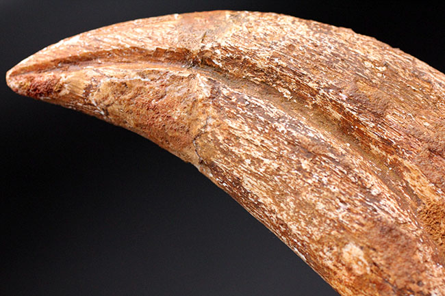 スーパーコレクション！恐竜化石コレクターの憧れ、史上最大級の肉食