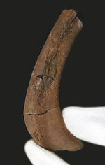 テスケロサウルス、化石の通販・販売｜厳選した本物のテスケロサウルス