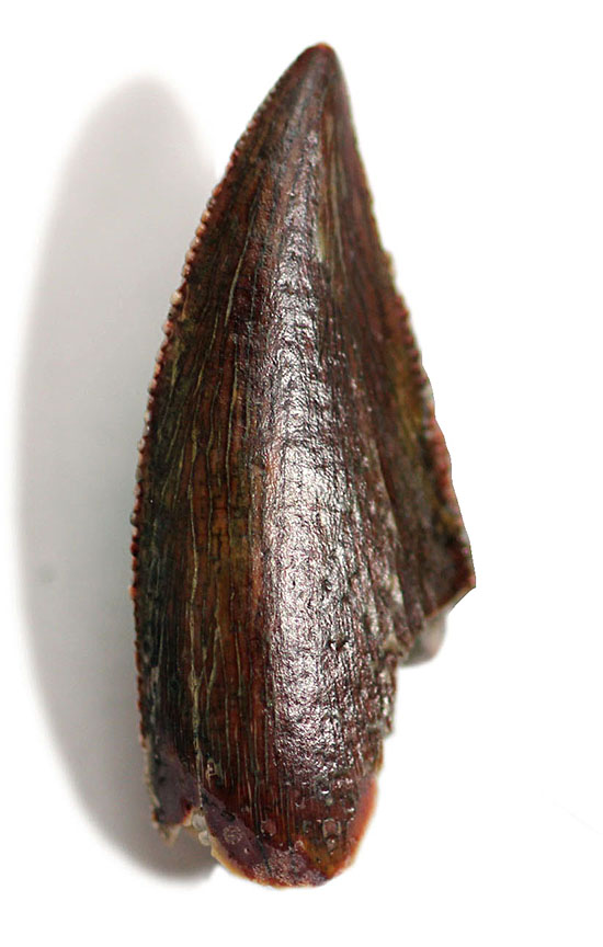 謎多き希少恐竜アベリサウルス科の上質歯化石 恐竜 販売