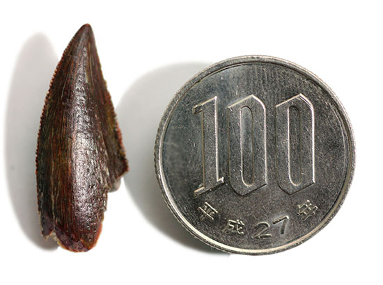 謎多き希少恐竜アベリサウルス科の上質歯化石 恐竜 販売