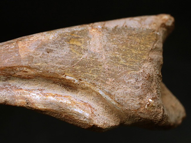 ド迫力！カーブ計測118ミリ、周長210ミリに達する、巨大な