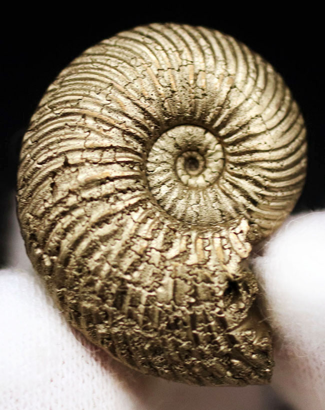 人気！全体が黄鉄鉱によって置換されている、ロシア産のアンモナイト