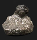 三葉虫 ファコプス（Phacops speculator）の販売 ｜ 化石販売の化石セブン