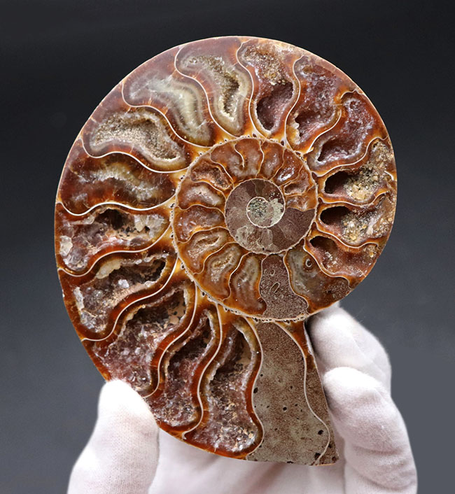 王道の展示手法！大きい、直径最大部108ミリ！およそ1億年前の大判