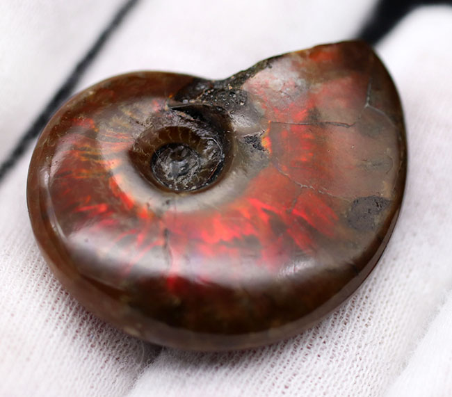 情熱の赤！マダガスカル産の遊色アンモナイト、クレオニセラス