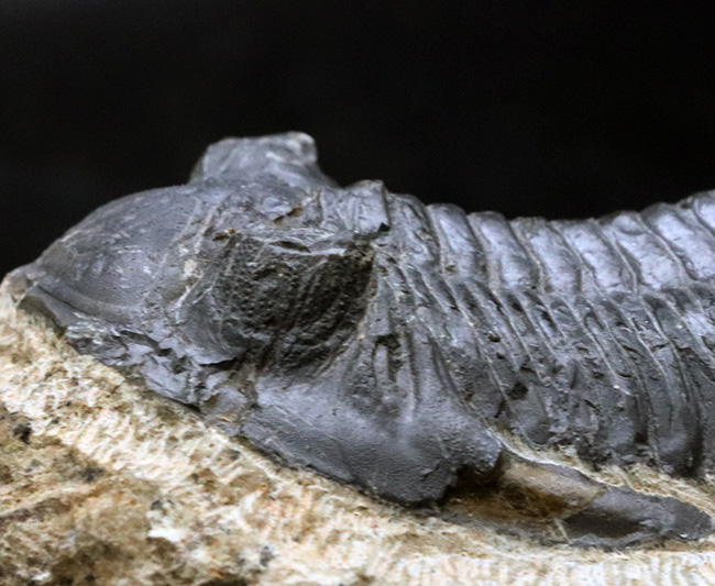 典型的！モロッコ産のデボン紀の三葉虫、メタカンティナ（Metacanthina