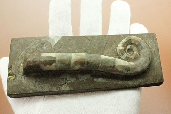 古生代の異常巻きアンモナイト、リツイテス(Lituites) アンモナイト 販売