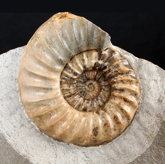 レア！母岩のカッティングに工夫あり、ドイツ産中生代ジュラ紀の