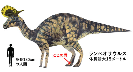 これぞモンスター！これが足の指の骨だと信じられますか？ランベオ