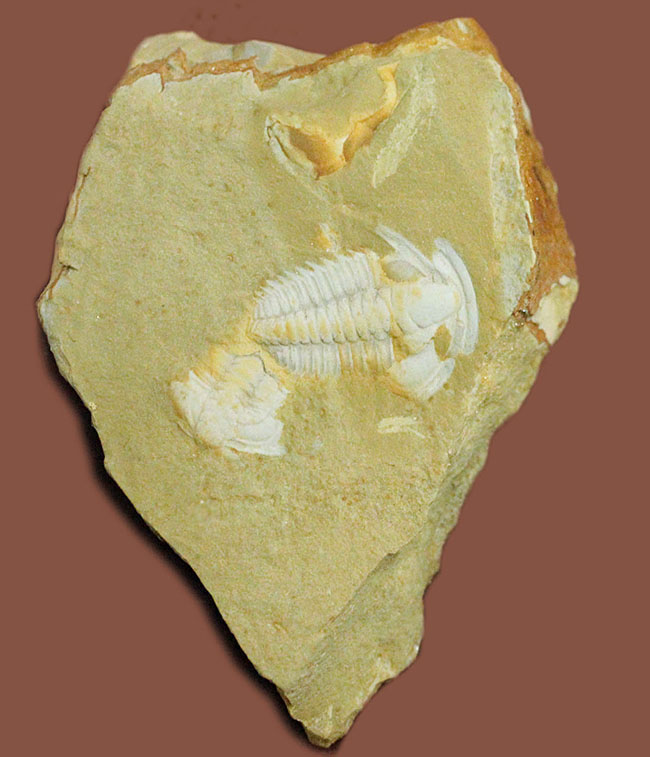 三葉虫コレクターに贈るオールドコレクション、中国チェンジャン産三