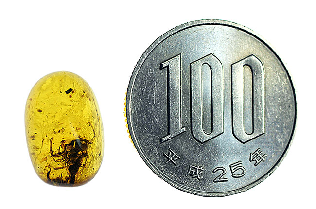 目を凝らして下さい！1億年前のサソリを内包したビルマ琥珀。希少性