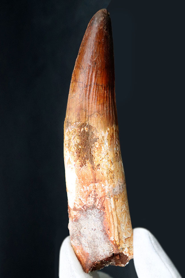 過去最大級の大きさ！ロングカーブ計測165ミリという驚愕のサイズを