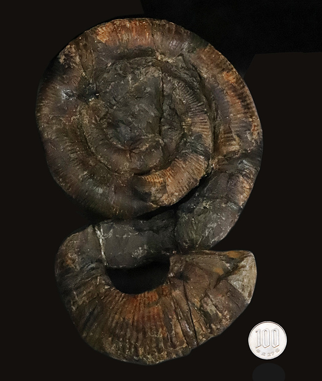 これぞ博物館級、日本でしか見つからない希少性マックスの異常巻き