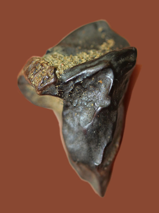 恐竜時代の最後期を生きた、トリケラトプスの歯化石(Triceratops) 恐竜