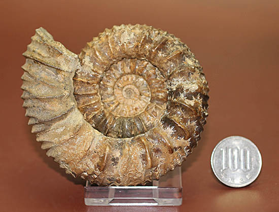 希少種！ロシアのアンモナイトの希少種パブロヴィア（Pavlovia sp.）の