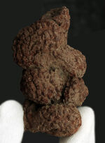 恐竜のウンチ化石、化石の通販・販売｜厳選した本物の恐竜のウンチ化石