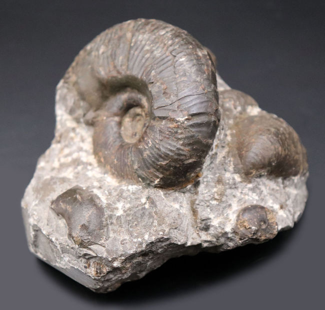 良形！北海道産アンモナイト。その他二枚貝化石など多数見られます