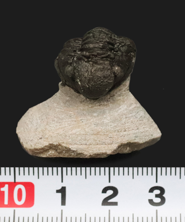 防御姿勢！モロッコ・アトラス山脈南西部のデボン紀の地層から発見され