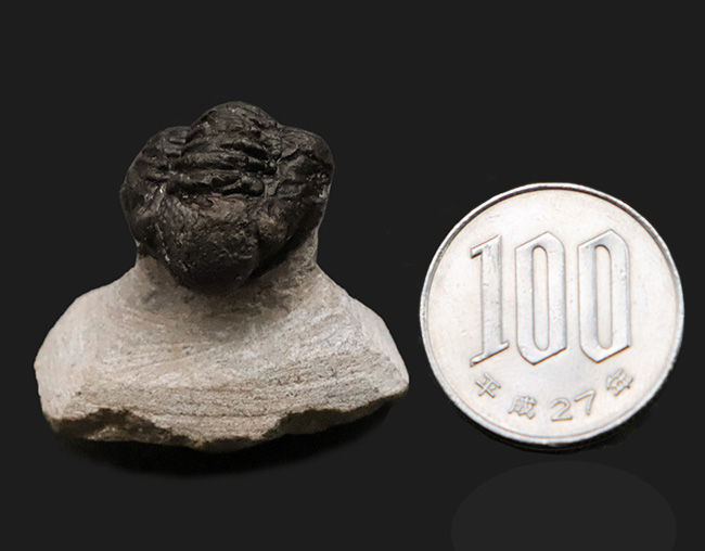 防御姿勢！モロッコ・アトラス山脈南西部のデボン紀の地層から発見され