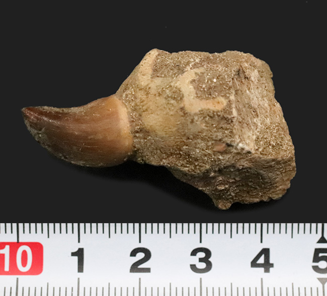 白亜紀後期の海の王者、モササウルス（Mosasaurus）の歯根付きの歯化石