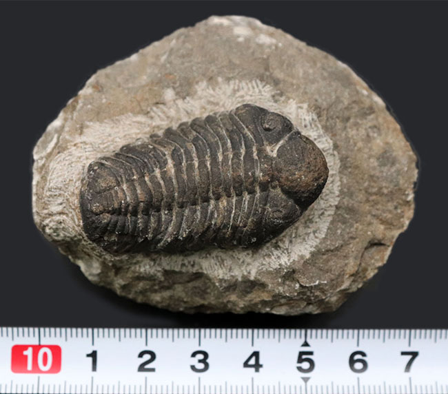 ファーストコレクションにいかが？最もよく知られた三葉虫、モロッコ産