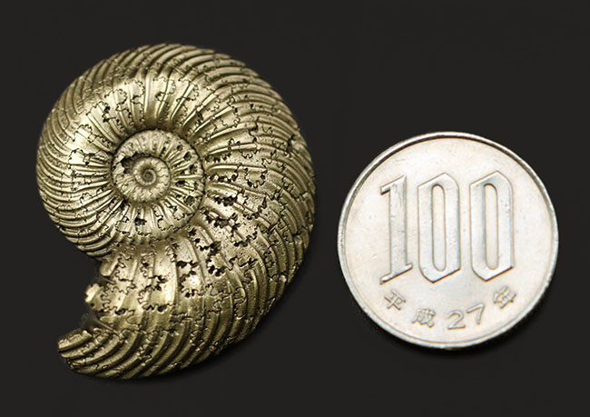 ゴージャスなゴールド。ロシア産アンモナイト化石、ジュラ紀クエン