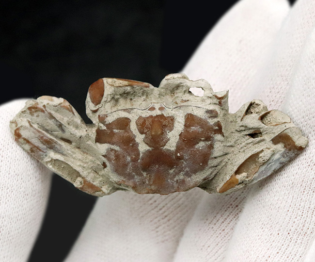 はさみ、足、甲羅など特徴的な部位が残存、左右57ミリ、大きな国産の