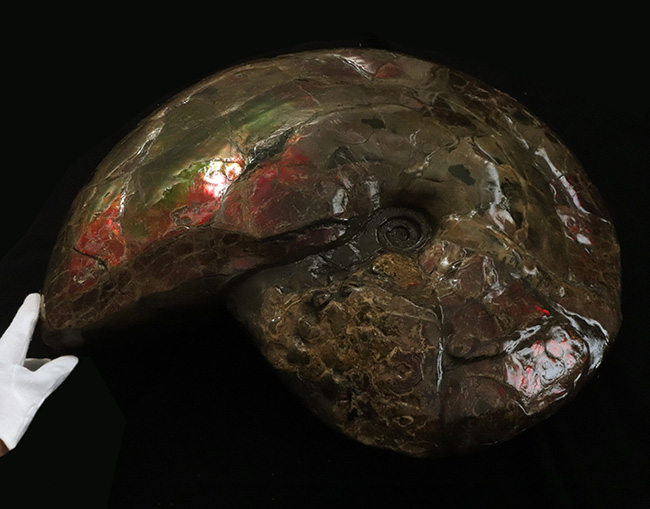 化石セブン史上最大！100%ナチュラル！直径最大部58センチ、31kgに