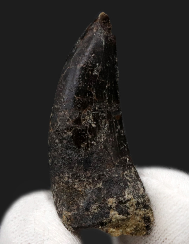 オールドコレクション！恐竜界のスーパースター！恐竜コレクター垂涎の