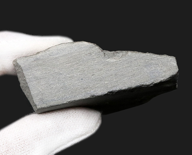 ジ・オールドコレクション！これぞ、一期一会の掘り出し物、翼竜、ラン