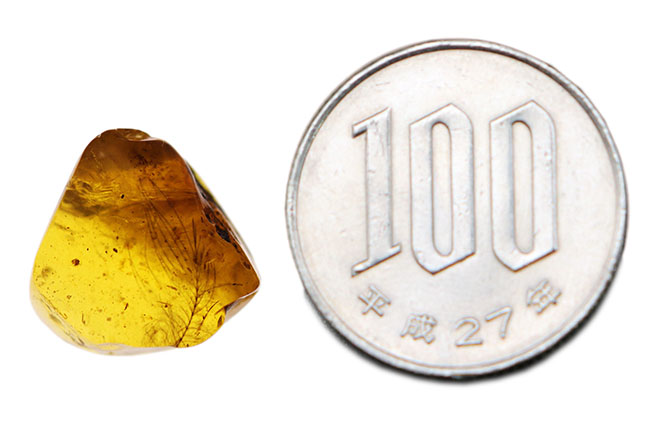 琥珀コレクター必見！驚愕の逸品、およそ1億年前の生物の「羽毛」を