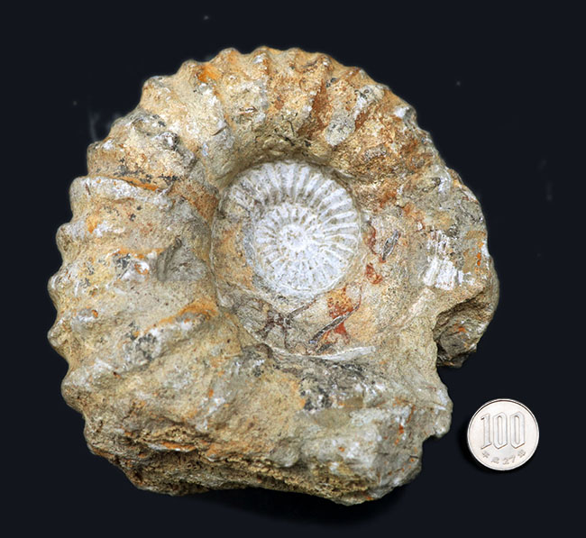 チャンスプライス！このサイズ、重量、状態でこの価格にてご紹介