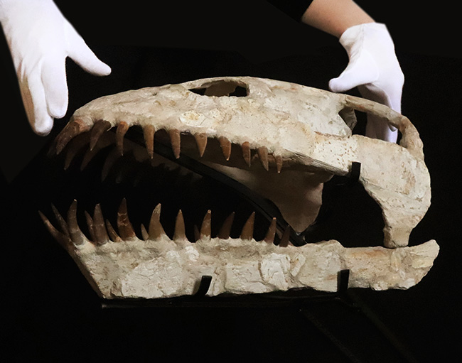 まさに一生の宝物、博物館クラスの夢のコレクション！白亜紀後期の首長