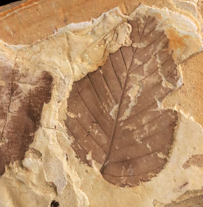 017001.jpg 【極美品】葉の化石 （イヌブナ、ブナ、ヤマボウシ）塩原