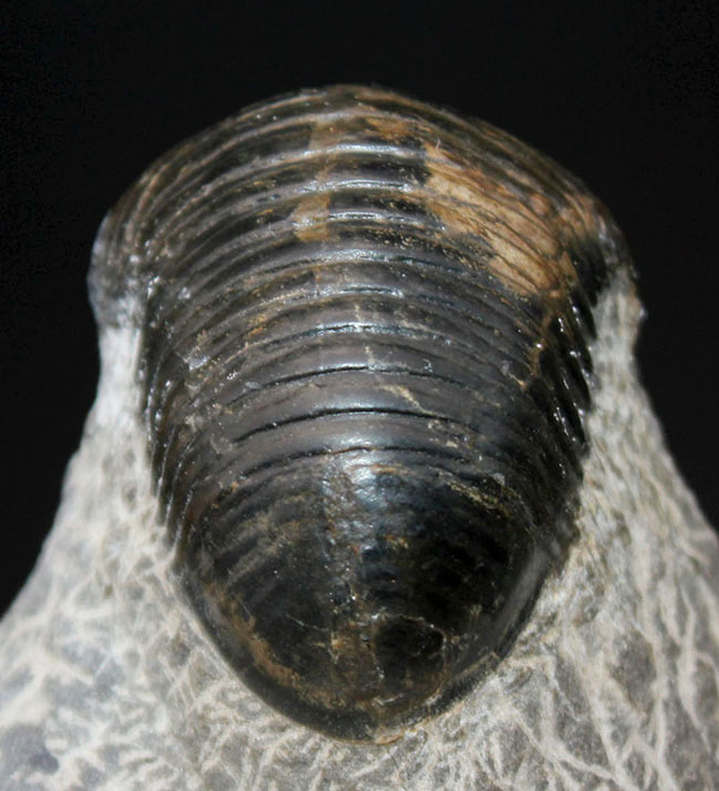 一品限り！極めてレアな三葉虫、パラホマロノトゥス（Parahomalonotus