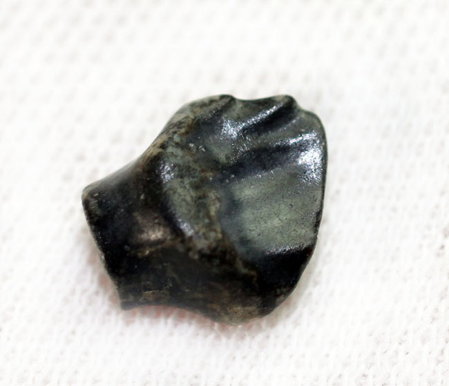 恐竜ファンは要チェック、レア！おにぎりののような三角形が特徴的な