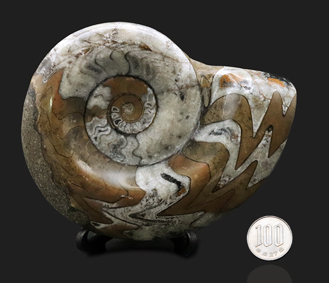 アンモナイト 化石 最高品位 レア産地 標本 鉱物 - メルカリ