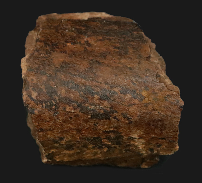 白亜紀末期の大型草食恐竜、エドモントサウルス（Edmontosaurus）の骨