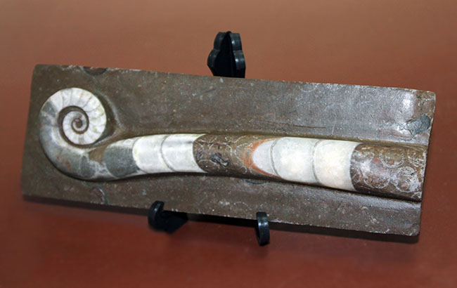 オルドビス紀の示準化石、初期の頭足類の一つ、中国貴州省産リツイテス