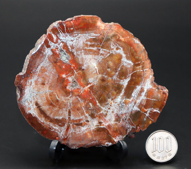 宝石化した樹木、見事な円（ラウンド）型！三畳紀（約2億4800万年