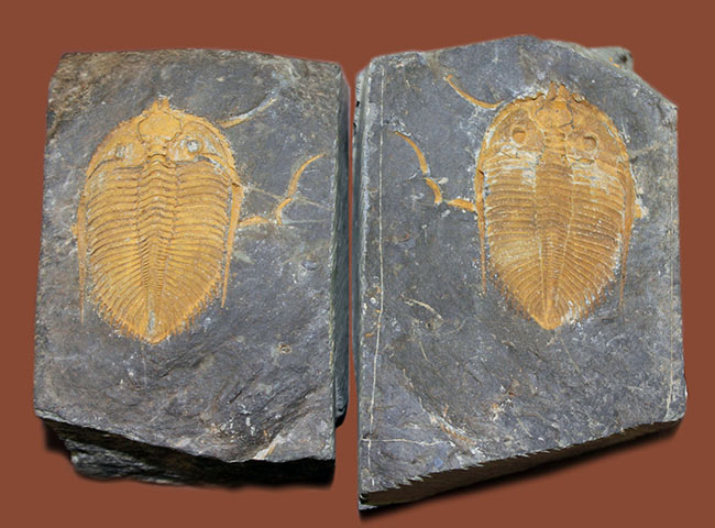 早々出てこないレベルのクオリティ、中国四川省産の三葉虫、シルル紀