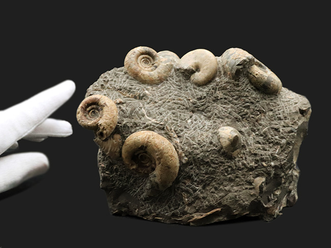 北海道アンモナイトの見本市のような標本！多数のアンモナイトと