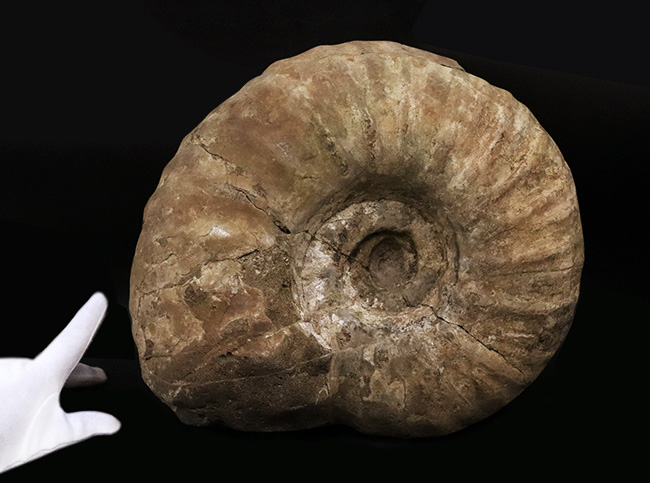 威風堂々、直径最大部31センチ、14.5kgという驚愕のサイズ！北海道の白