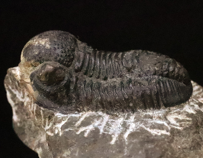 モロッコ・デボン紀の地層から採集された、愛らしい三葉虫、ゲラストス