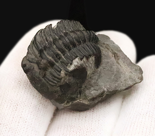 サービスプライス】モロッコ・デボン紀の地層から採集された