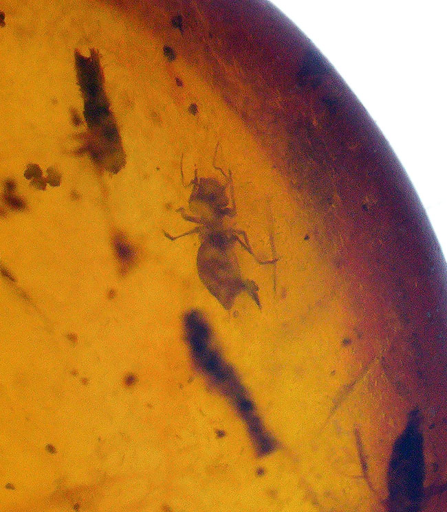 映画『ジュラシック・パーク』で話題に……ドミニカ産 虫入り琥珀（amber