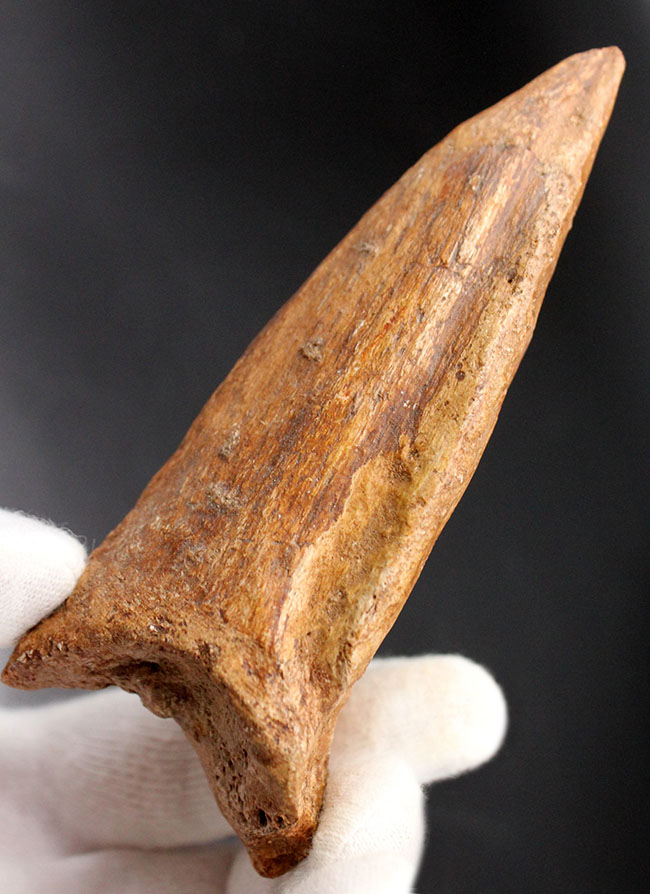 リーズナブルプライス！クオリティを最優先するコレクターにお届けする